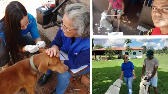 Carmolândia reduz leishmaniose canina em 44% e casos humanos em 70%
